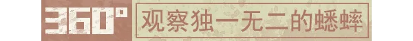 图片[5]-沉默的蟋蟀|官方中文|Build.14423658-1.2.1HF-虫季代打功能+全DLC-Alimm.Com-码²